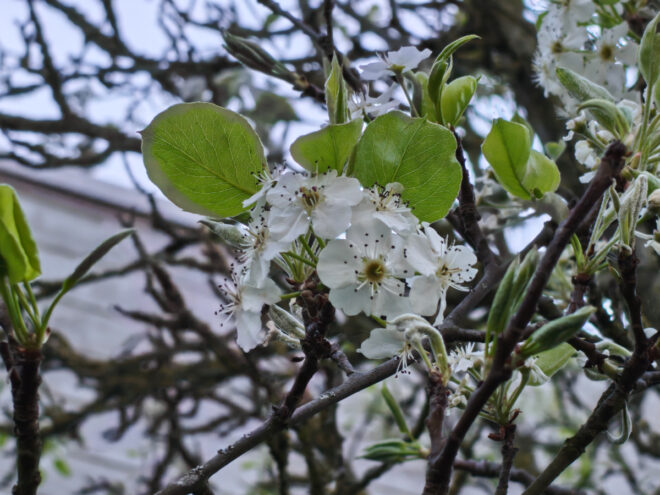 Photo prise avec le Nothing Phone (4a) Pro