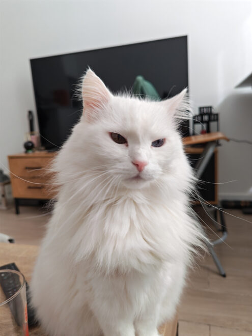 Photo prise au Honor 600