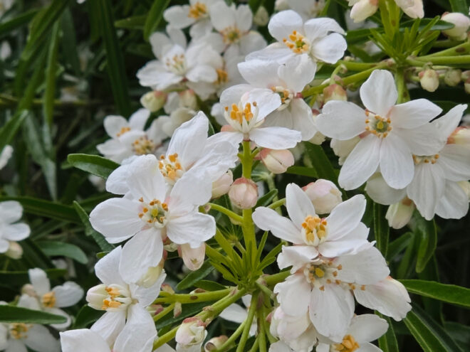 Photo avec le Samsung Galaxy S26 Ultra